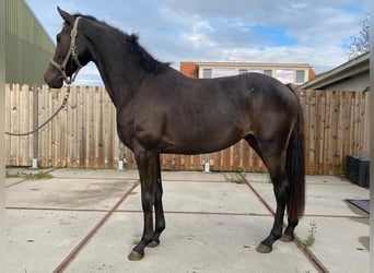 KWPN, Merrie, 2 Jaar, 161 cm, Zwartbruin