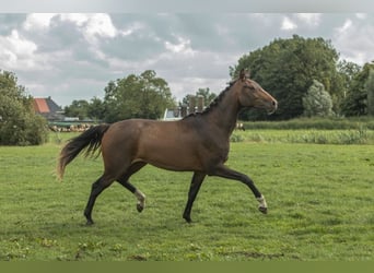 KWPN, Merrie, 2 Jaar, 163 cm, Bruin