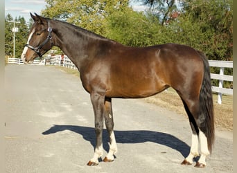 KWPN, Merrie, 2 Jaar, 163 cm, Roodbruin