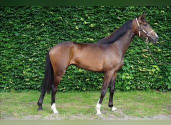 KWPN, Merrie, 2 Jaar, 164 cm, Zwartbruin