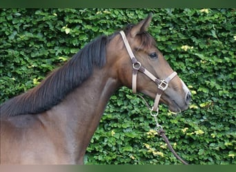 KWPN, Merrie, 2 Jaar, 164 cm, Zwartbruin