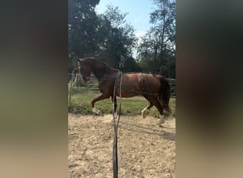 KWPN, Merrie, 2 Jaar, 165 cm, Bruin