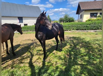 KWPN, Merrie, 2 Jaar, 165 cm, Donkerbruin