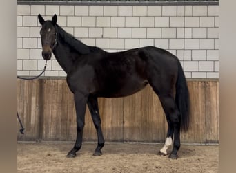 KWPN, Merrie, 2 Jaar, 165 cm, Zwartbruin