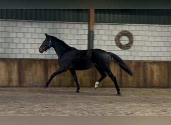 KWPN, Merrie, 2 Jaar, 165 cm, Zwartbruin