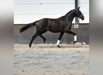 KWPN, Merrie, 2 Jaar, 166 cm, Zwartbruin