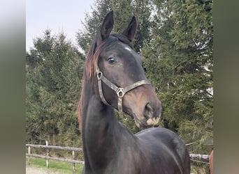 KWPN, Merrie, 2 Jaar, 169 cm, Zwartbruin