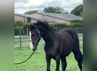 KWPN, Merrie, 2 Jaar, 175 cm, Donkere-vos