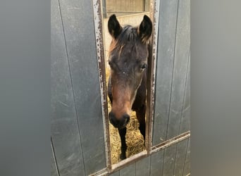 KWPN, Merrie, 2 Jaar, Donkerbruin