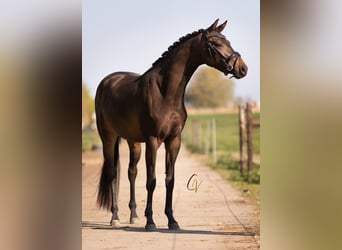 KWPN, Merrie, 3 Jaar, 155 cm, Donkerbruin