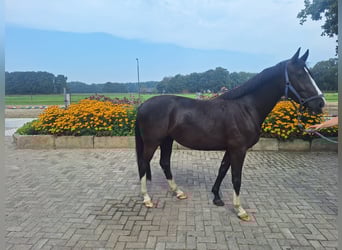 KWPN, Merrie, 3 Jaar, 155 cm, Zwartbruin
