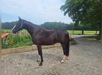 KWPN, Merrie, 3 Jaar, 155 cm, Zwartbruin