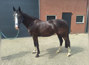 KWPN, Merrie, 3 Jaar, 155 cm, Zwartbruin