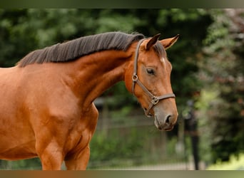 KWPN, Merrie, 3 Jaar, 156 cm, Bruin