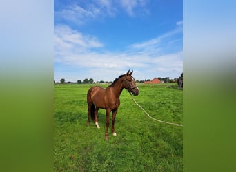 KWPN, Merrie, 3 Jaar, 158 cm, Donkere-vos