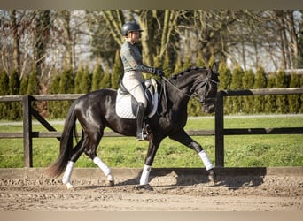 KWPN, Merrie, 3 Jaar, 159 cm, Zwart