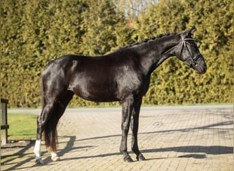 KWPN, Merrie, 3 Jaar, 159 cm, Zwart