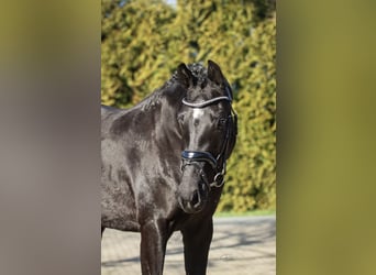 KWPN, Merrie, 3 Jaar, 159 cm, Zwart
