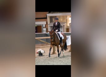 KWPN, Merrie, 3 Jaar, 160 cm, Brauner