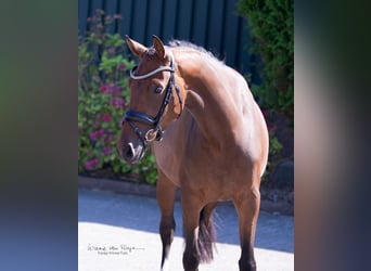 KWPN, Merrie, 3 Jaar, 160 cm, Brauner