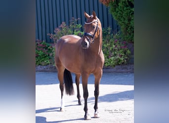 KWPN, Merrie, 3 Jaar, 160 cm, Brauner