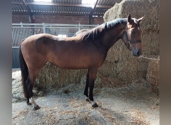 KWPN, Merrie, 3 Jaar, 160 cm, Bruin