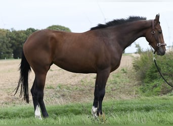 KWPN, Merrie, 3 Jaar, 160 cm, Bruin