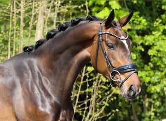 KWPN, Merrie, 3 Jaar, 160 cm, Donkerbruin