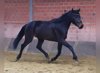 KWPN, Merrie, 3 Jaar, 160 cm, Donkerbruin