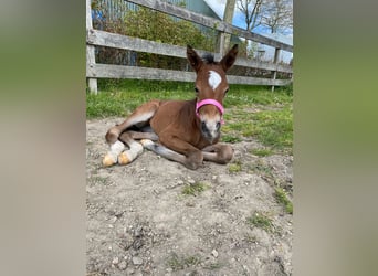 KWPN, Merrie, 3 Jaar, 160 cm, Donkerbruin