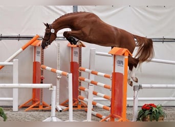 KWPN, Merrie, 3 Jaar, 160 cm, Roodvos