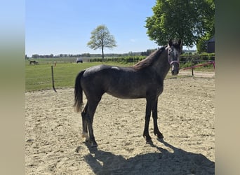 KWPN, Merrie, 3 Jaar, 160 cm, Schimmel