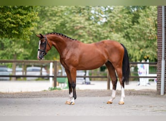 KWPN, Merrie, 3 Jaar, 161 cm, Bruin