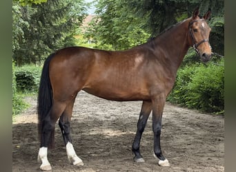 KWPN, Merrie, 3 Jaar, 161 cm, Roodbruin
