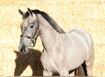 KWPN, Merrie, 3 Jaar, 161 cm, Schimmel