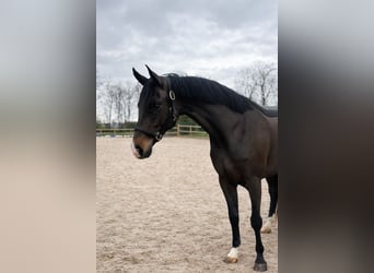 KWPN, Merrie, 3 Jaar, 162 cm, Bruin