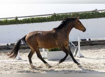 KWPN, Merrie, 3 Jaar, 162 cm, Bruin