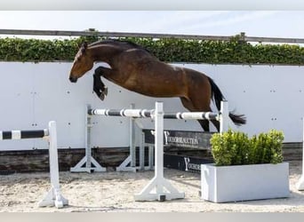 KWPN, Merrie, 3 Jaar, 162 cm, Bruin