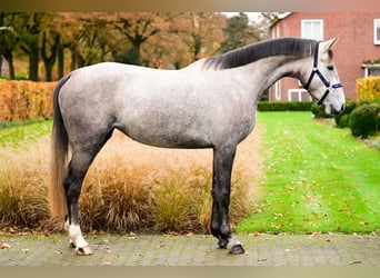 KWPN, Merrie, 3 Jaar, 162 cm, Schimmel