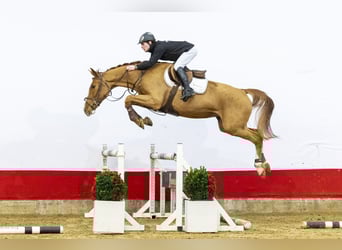 KWPN, Merrie, 3 Jaar, 162 cm