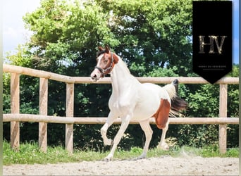 KWPN, Merrie, 3 Jaar, 162 cm, Tobiano-alle-kleuren