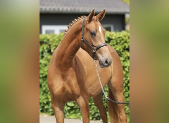 KWPN, Merrie, 3 Jaar, 162 cm, Vos