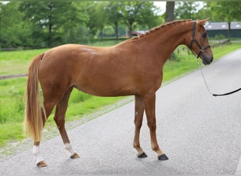 KWPN, Merrie, 3 Jaar, 162 cm, Vos