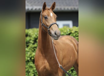 KWPN, Merrie, 3 Jaar, 162 cm, Vos