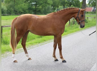 KWPN, Merrie, 3 Jaar, 162 cm, Vos
