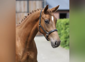 KWPN, Merrie, 3 Jaar, 162 cm, Vos