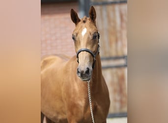 KWPN, Merrie, 3 Jaar, 162 cm, Vos