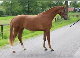 KWPN, Merrie, 3 Jaar, 162 cm, Vos