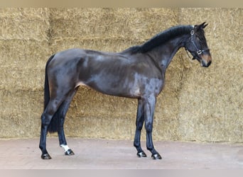 KWPN, Merrie, 3 Jaar, 162 cm, Zwartbruin