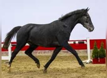 KWPN, Merrie, 3 Jaar, 162 cm, Zwartbruin